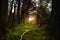 Mystical forest footpath with moss leading between dark trees t