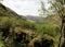 Mystical forest, Scottish Highlands