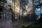 Mystical forest in the Vosges mountains