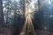 Mystical forest in the Vosges mountains