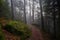 Mystical forest in the Vosges mountains