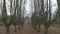 Mystical frame on a path with trees near the house