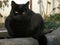 The mystical gaze of Black cat