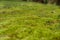 Mystical green forest of Brazil, mossy ground