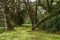 Mystical green forest of Brazil, mossy ground