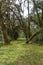 Mystical green forest of Brazil, mossy ground