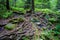 Mystical green forest with wet dark roots, tree trunks and stones.