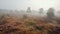 Mystical Heathland in Dense Fog