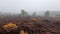 Mystical Heathland: A Foggy Morning in Lower Saxony