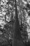 Mystical, huge Douglas fir background in black and white