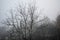 Mystical landscape, winter, fog. Lyrical mood. Frost, hoarfrost
