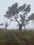 The mystical laurel forest of Madeira, shrouded in fog