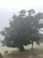 The mystical laurel forest of Madeira, shrouded in fog