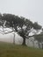 The mystical laurel forest of Madeira, shrouded in fog