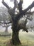 The mystical laurel forest of Madeira, shrouded in fog