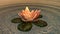 A mystical lotus blossom 3d rendering