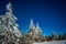 Mystical magical night landscape of snowy fir