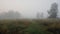 Mystical Meadow: Fens in Dense Fog