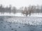 Mystical morning landscape with winter fog over the lake and many birds. Frosty winter landscape with lake. Birds on a winter pond