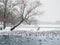 Mystical morning landscape with winter fog over the lake and many birds. Frosty winter landscape with lake. Birds on a winter pond