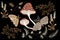 Mystical moths with mushrooms and floral elements