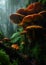 Mystical Mushrooms: A Whimsical Wonderland in the Misty Forest