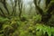 Mystical New Zealand forest with mist, moss, and tall trees. Generative AI.