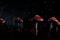 Mystical night scene with glowing mushrooms