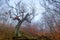 Mystical old tree snag without leaves on a foggy autumn day in the mountains