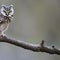A mystical owl with antlers, perched on a moonlit tree branch in a magical woodland2, Generative AI