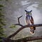 A mystical owl with antlers, perched on a moonlit tree branch in a magical woodland5, Generative AI