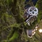 A mystical owl with antlers, perched on a moss-covered branch in a mysterious moonlit forest3, Generative AI