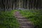 Mystical path in a dark forest