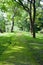 Mystical path in tropical forest