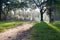 Mystical path in tropical forest