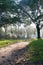 Mystical path in tropical forest