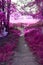 A Mystical Pathway through a Meadow and Woodland