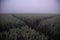 Mystical Pathways: Morning Stroll Through the Foggy Wheat Field