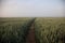 Mystical Pathways: Morning Stroll Through the Foggy Wheat Field