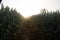 Mystical Pathways: Morning Stroll Through the Foggy Wheat Field