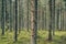 Mystical pine and fir trees forest with green moss.