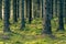 Mystical pine and fir trees forest with green moss.