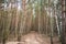 Mystical pine forest that surrounds a walking trail