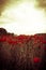 Mystical poppy field against illuminated cloudy sky