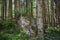 The mystical rainforest. Forest landscape with boulders covered with moss