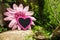 Mystical rockery with a pink heart and imitation flower