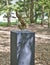 Mystical sculptures by Jan Fabre under the name CHAPTERS I - XVIII. Park De Hoge Veluwe. Otterlo. Netherlands