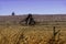 Mystical snag on the background of a dried field. A dead tree stands on the sun-scorched grass. Dull evening landscape in the