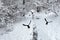 Mystical snowy landscape with trees, bushes covered snow and many flying black birds