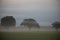 Mystical Solitude: Majestic Oak Tree Emerging from the Foggy Morning Field